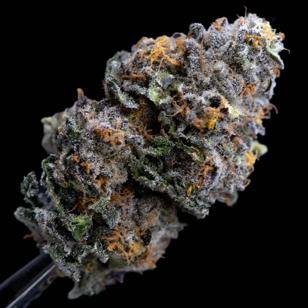 Dense Permanent Marker cannabis bud showing purple colouration and trichome coverage — Sigma Seeds Australia