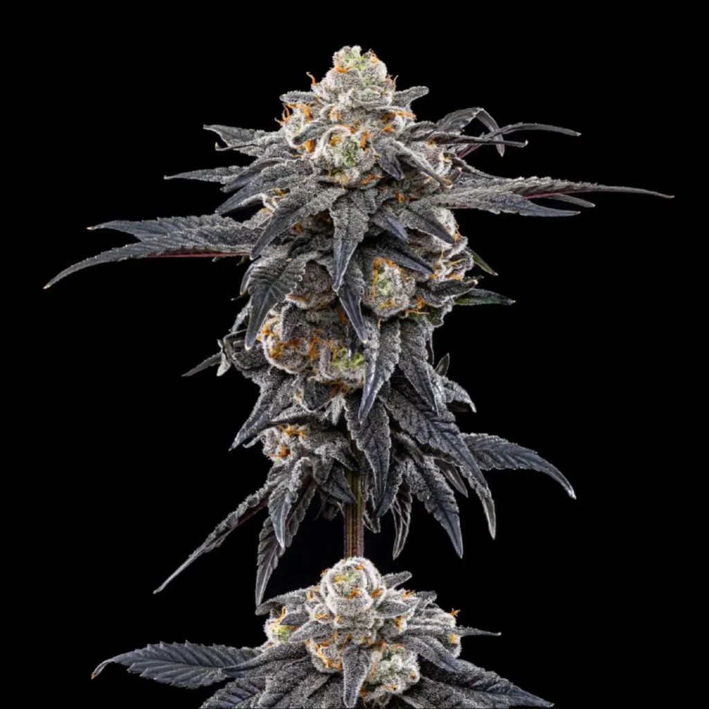 Permanent Marker cannabis plant showing dense purple bud structure and heavy trichome coverage — Sigma Seeds Australia