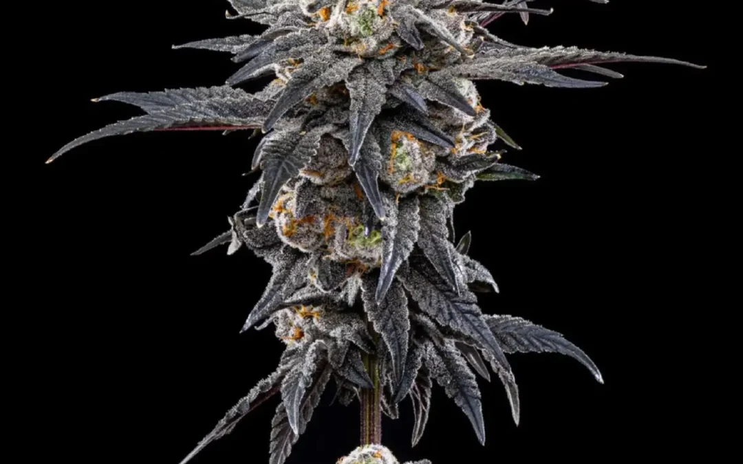 Permanent Marker Strain Guide — Lineage, Terpenes and What to Hunt For