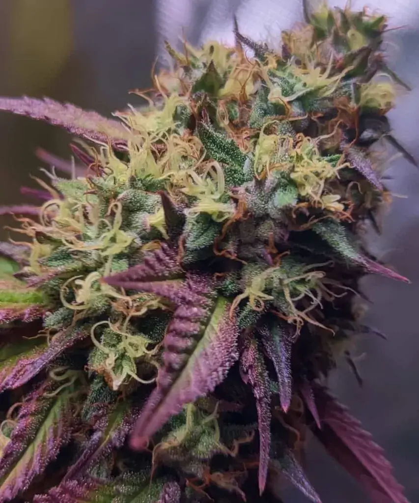 RS11 Rainbow Sherbet #11 purple phenotype expression showing colour development and trichome coverage | Sigma Seeds Australia