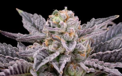 RS11 Seeds Australia — Rainbow Sherbet #11 Strain Guide