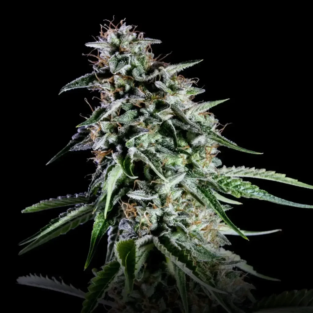 RS11 Rainbow Sherbet #11 feminised cannabis plant showing dense trichome coverage — Sigma Seeds Australia