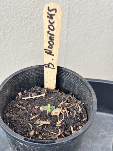 Auto Blackberry Moonrocks Cannabis Seeds photo review