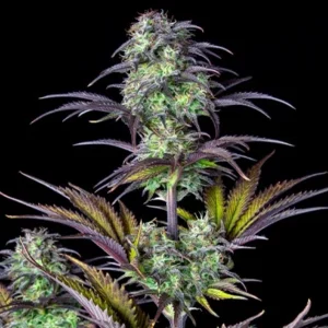 Blackberry Moonrocks autoflower plant with purple-tinged foliage and frosted colas against a black background