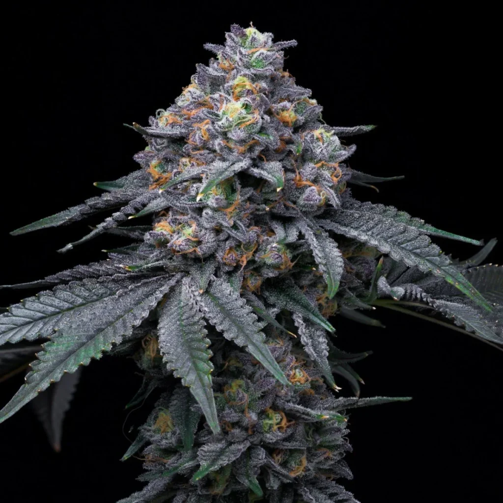 blackberry moonrocks cola full bloom