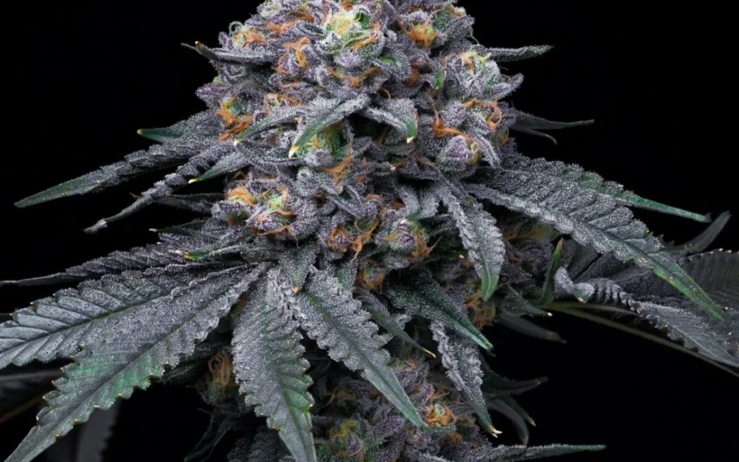 Blackberry Moonrocks Strain Guide — Blue Moonrock × Blackberry Kush, 33% THC