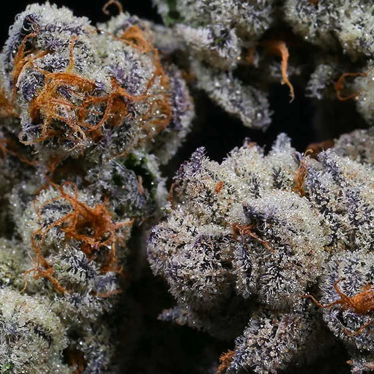 blackberry moonrocks closeup trichomes
