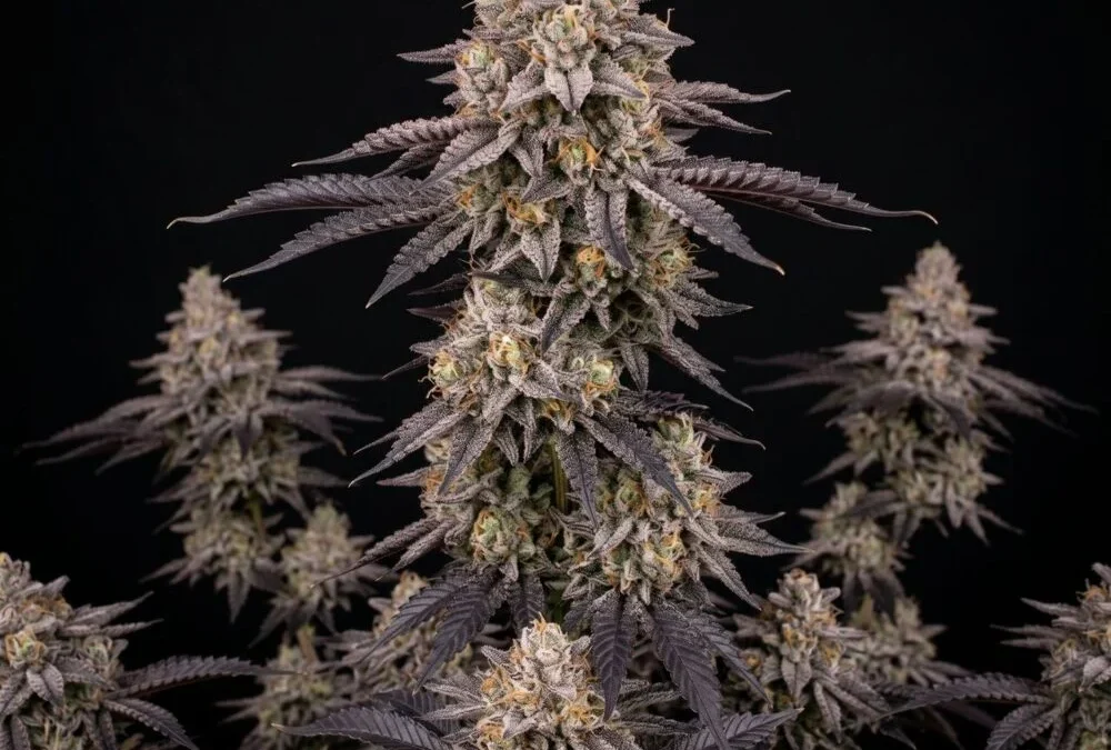 Cap Junky Strain Guide — Alien Cookies × Kush Mints #11, Capulator × Seed Junky