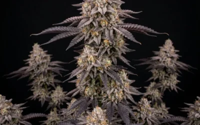 Cap Junky Strain Guide — Alien Cookies × Kush Mints #11, Capulator × Seed Junky
