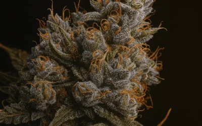 Future #1 Strain Guide — GG4 × Starfighter F2 and the 37% THC Question