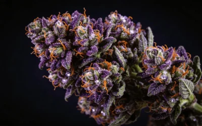Jealousy Strain Guide — Gelato #41 × Sherb BX1