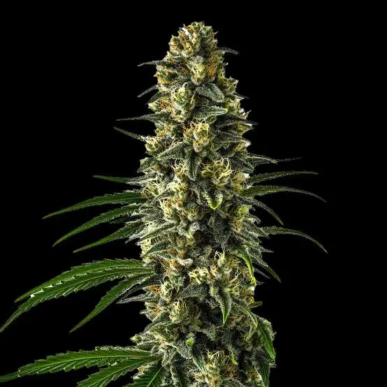 girl scout cookies cola 