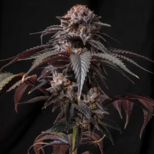 Auto Lemon Cherry Gelato seeds — trichome-heavy autoflower bud macro, dessert terpene profile