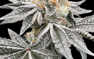Cookies Cannabis Lineage: The Family Tree From GSC to Jealousy, Permanent Marker and Beyond