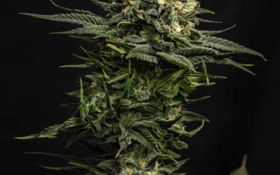 GMO Strain Guide — Chemdog D × GSC Forum Cut, Garlic Cookies, and the Savoury Terpene Profile