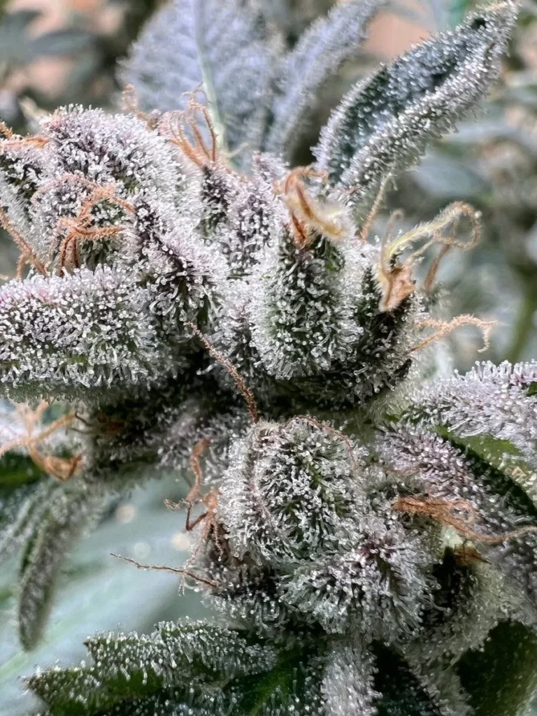 GMO cannabis strain close-up showing heavy capitate-stalked trichome coverage and dense resin production on Chemdog D × GSC Forum Cut genetics | Sigma Seeds Australia