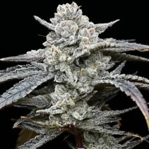 Lemon Cherry Gelato seeds — trichome-heavy flower macro, indica-dominant dessert hybrid