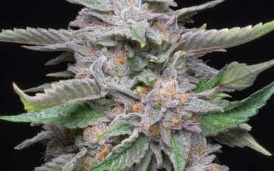 Lemon Cherry Gelato Strain Guide — Sunset Sherbet × Girl Scout Cookies