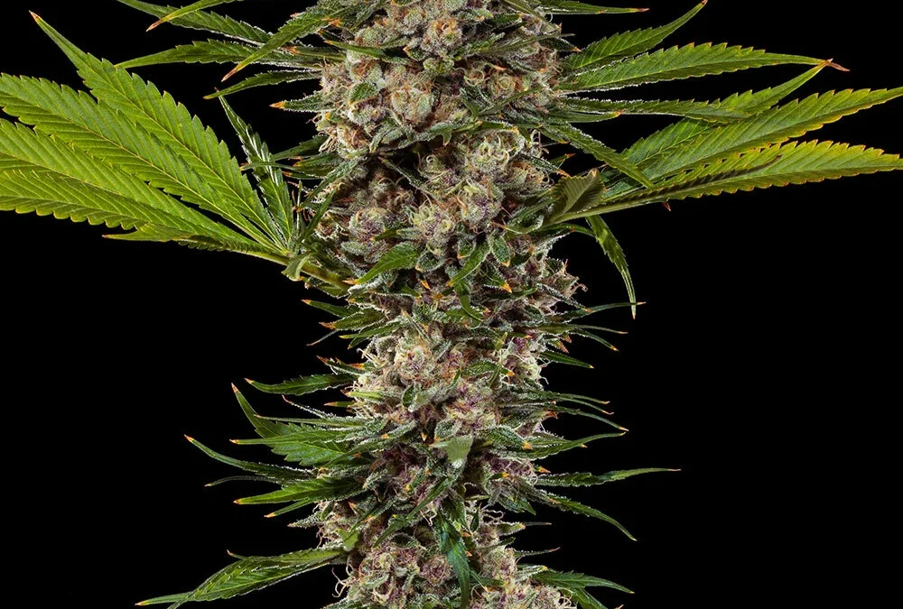 MAC 1 Strain Guide — Miracle Alien Cookies, Capulator’s Clone-Only Genetics