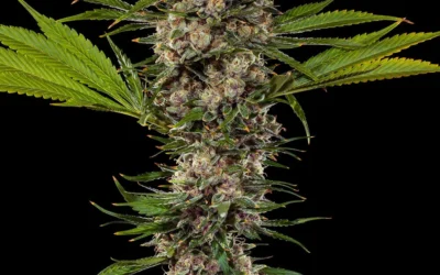 MAC 1 Strain Guide — Miracle Alien Cookies, Capulator’s Clone-Only Genetics