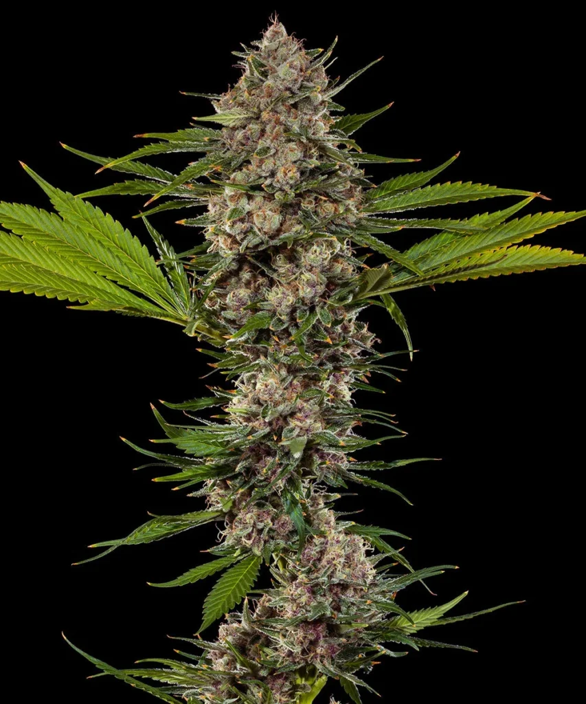MAC 1 cannabis strain — Alien Cookies F2 × Miracle 15 by Capulator, showing full cola structure with purple expression and heavy trichome coverage | Sigma Seeds Australia