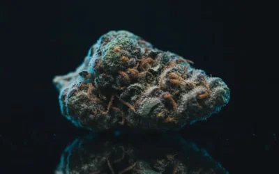 The Breeders Behind Modern Cannabis Genetics