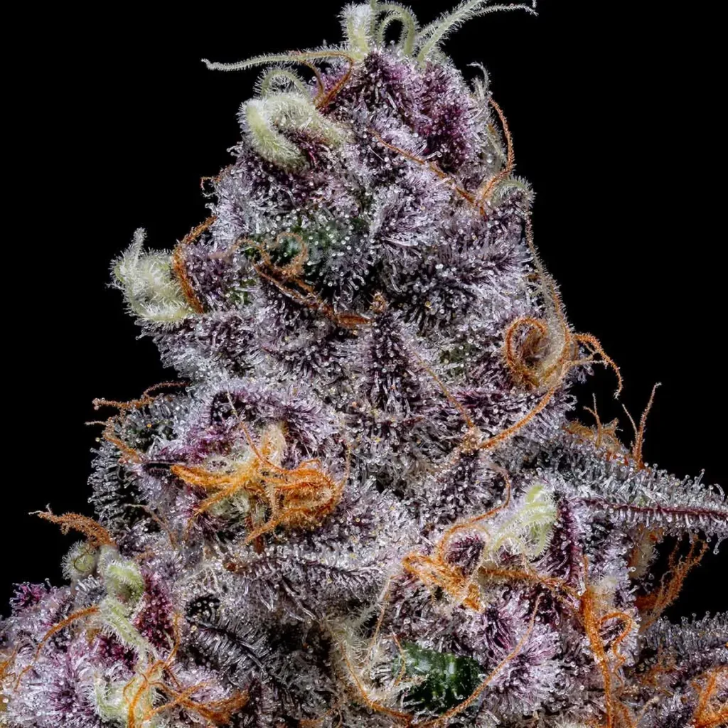 Super Boof cannabis bud close-up showing deep purple colouration, dense capitate-stalked trichome coverage and orange pistils on Black Cherry Punch × Tropicana Cookies genetics | Sigma Seeds Australia