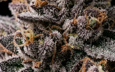 Super Boof Strain Guide — Black Cherry Punch × Tropicana Cookies