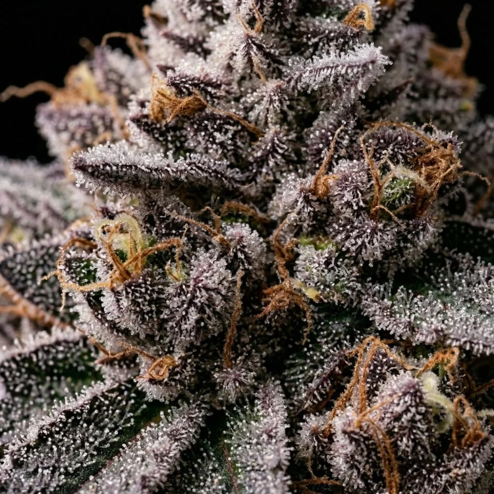 Super Boof cannabis strain — Black Cherry Punch × Tropicana Cookies showing deep purple bud colouration with heavy white trichome coverage and orange pistils | Sigma Seeds Australia