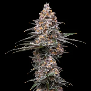 Super Boof seeds Australia — dense purple cola with orange pistils and heavy trichome frost, Black Cherry Punch x Tropicana Cookies