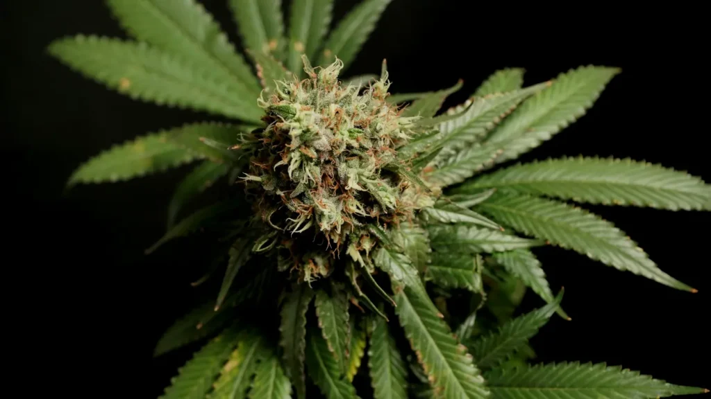 Mature cannabis flower photographed against a dark background