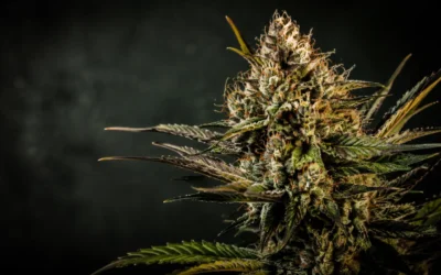 GG4 Genetics: How an Accidental Cross Became Modern Cannabis Royalty