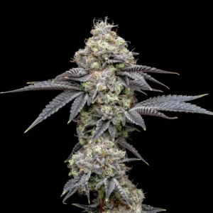Wedding Cake cannabis cola with dark purple leaves, pale pistils and heavy trichome coverage on a black background