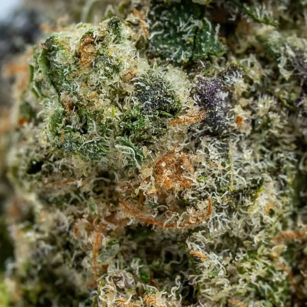Macro close-up of Wedding Cake cannabis flower showing dense trichomes, green and purple tissue and orange pistils