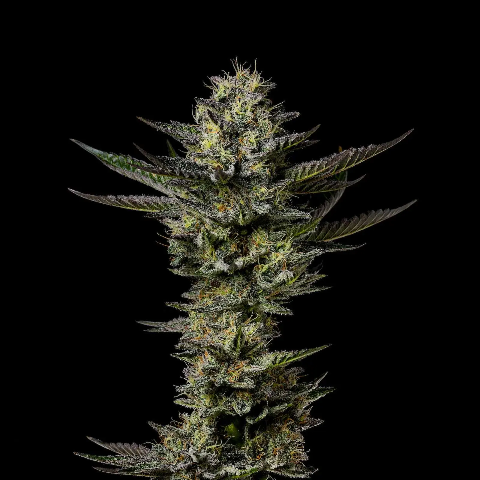 Wedding Cake cannabis cola with dark leaves, pale pistils and heavy trichome coverage on a black background