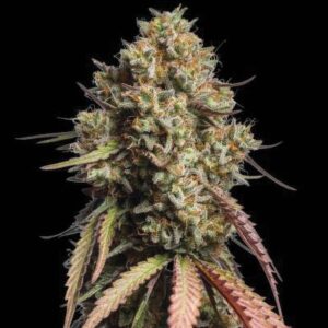 Auto Gorilla Cookies cola with dense flowers, orange pistils and purple-green leaves against a black background